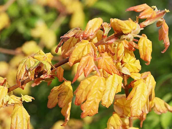 Trakinis klevas ,Magic Spring' (lot. Acer campestre) Trakinis klevas ,Magic Spring' (lot. Acer campestre)